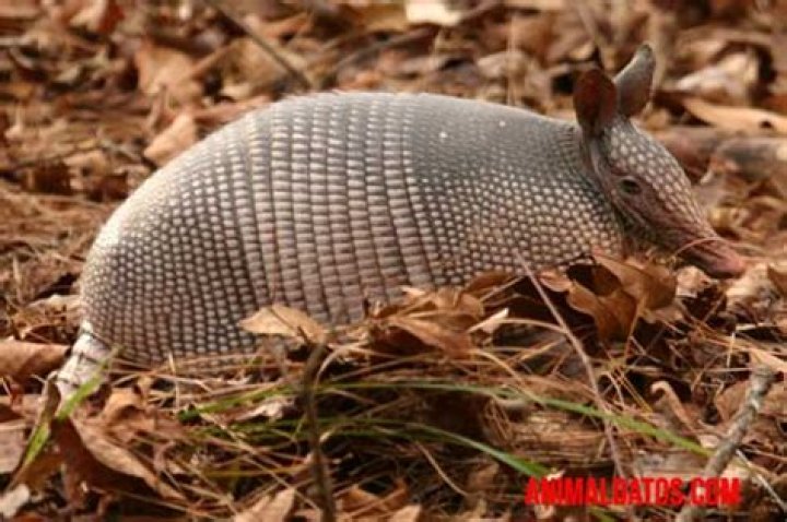 El armadillo transmite la lepra al hombre
